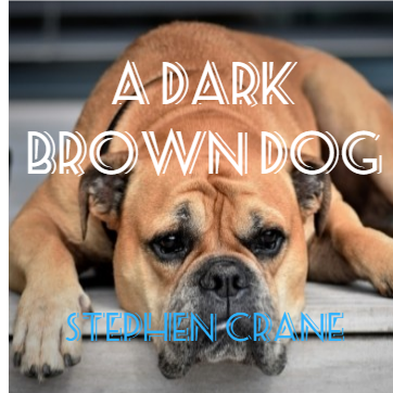  A Dark Brown Dog