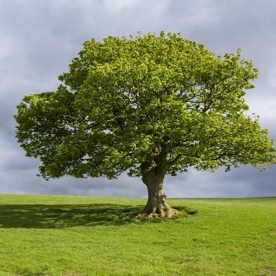 FOREVER STANDING TREE