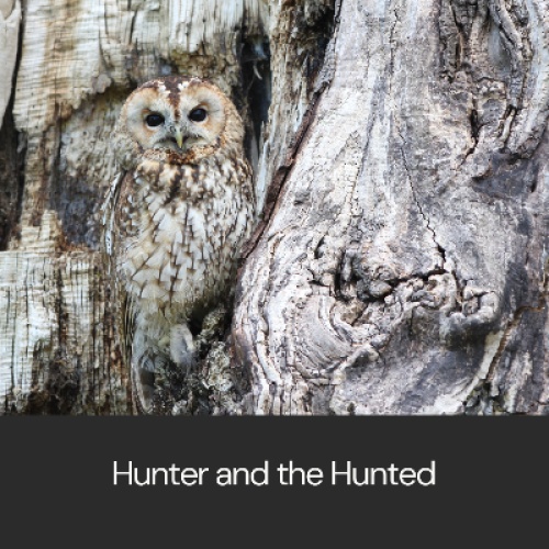 The Hunter and the Hunted