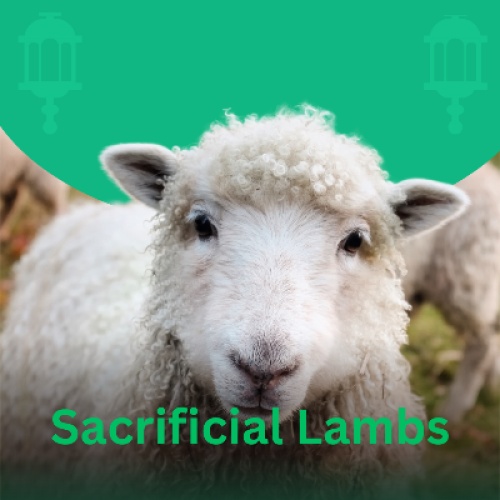 Sacrificial Lambs