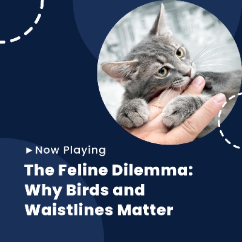 The Feline Dilemma: Why Birds and Waistlines Matter