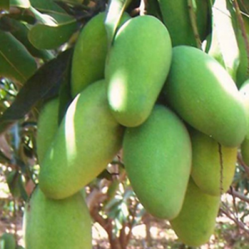 Farmer and the golden  mango